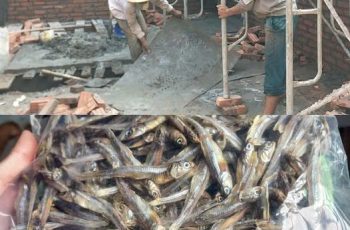 Em trai tôi tuy không học đại học nhưng rất chịu khó chịu khổ đi học nghề sửa chữa. Em trai tôi tuy không học đại học nhưng rất chịu khó chịu khổ đi học nghề sửa chữa.